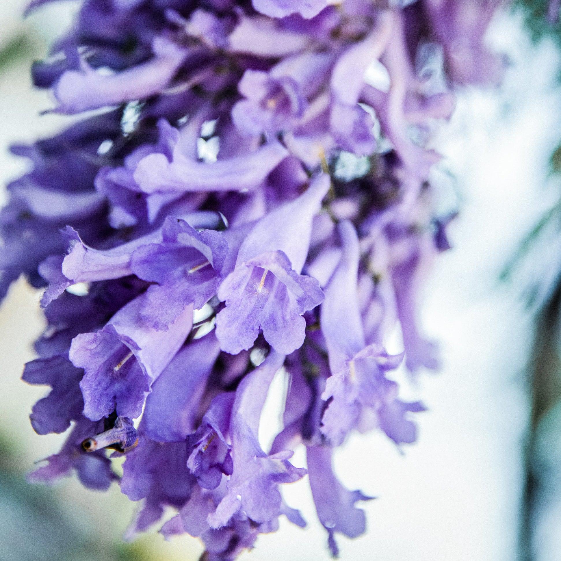 Jacaranda